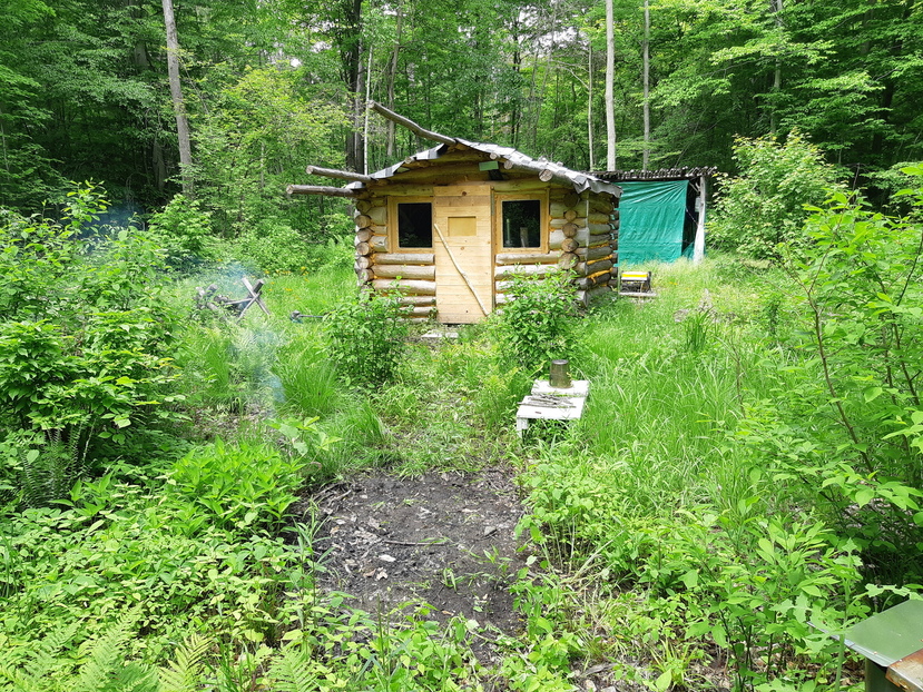 Finished cabin, front view, summer.